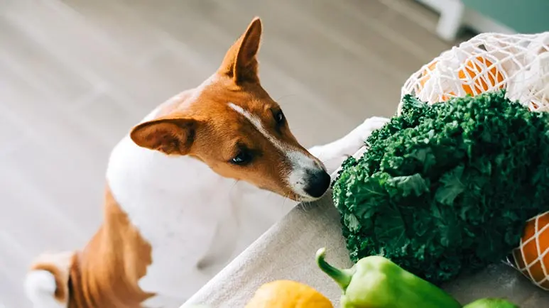 fermented vegetables for pets