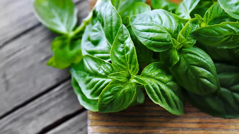 can you feed basil to your pets