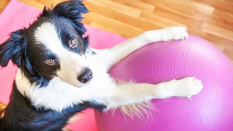 dog yoga