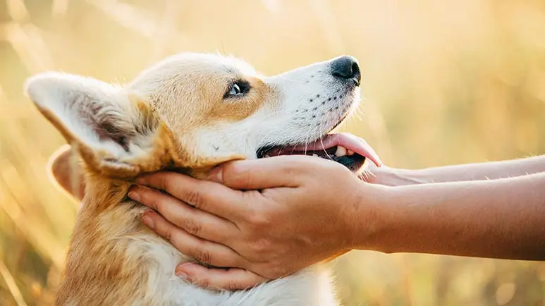 dogs respond to baby talk