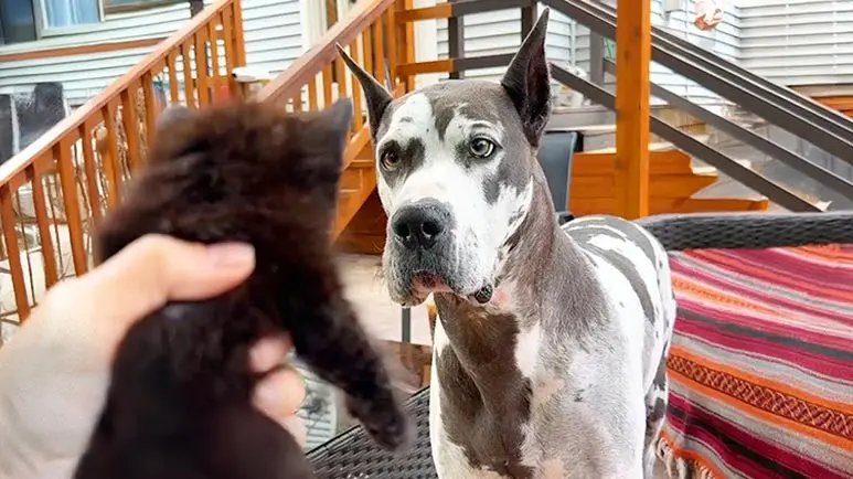 anxious dog becomes kitten caregiver