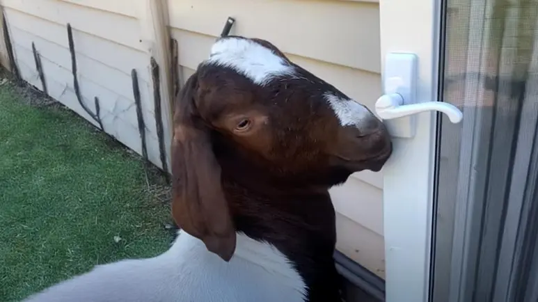 stuart the sneaky goat