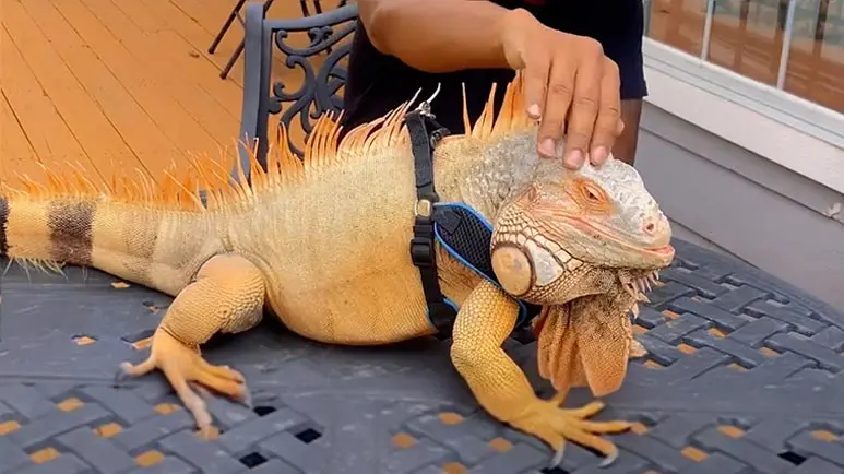 my clingy iguana companion