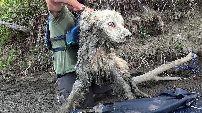 rescued from the mud a dogs lucky break