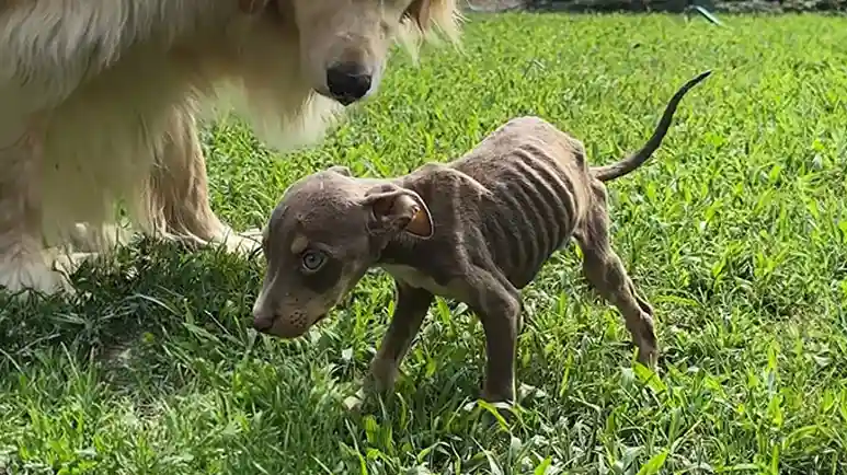 from neglect to joy roos journey home