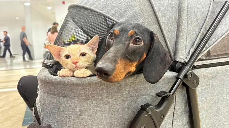 pet stroller