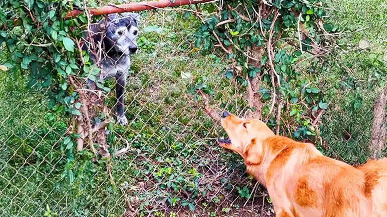 dogs who unite us caamp and owens special bond