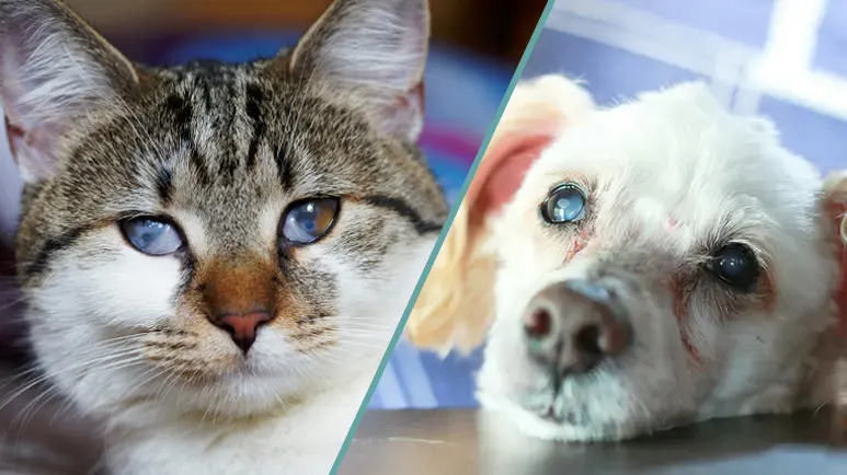 cataracts in dogs cats