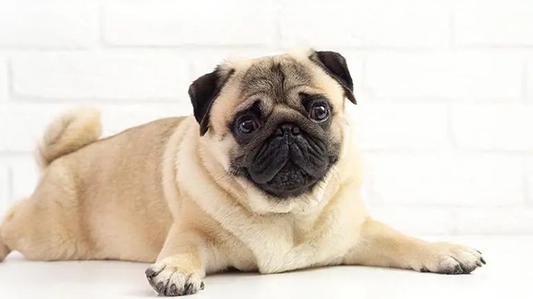 british vets urge people not to buy brachycephalic dogs