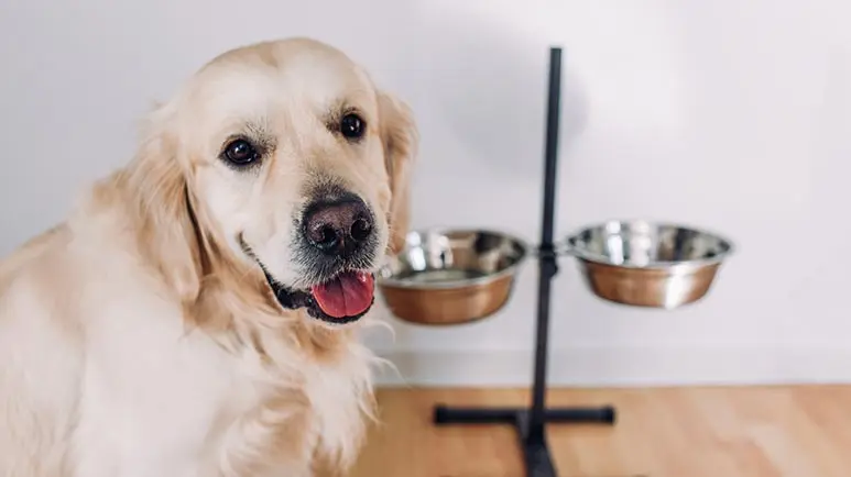 elevating pets bowl