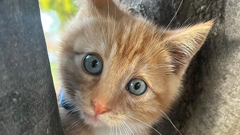 seven the kitten who loves car rides