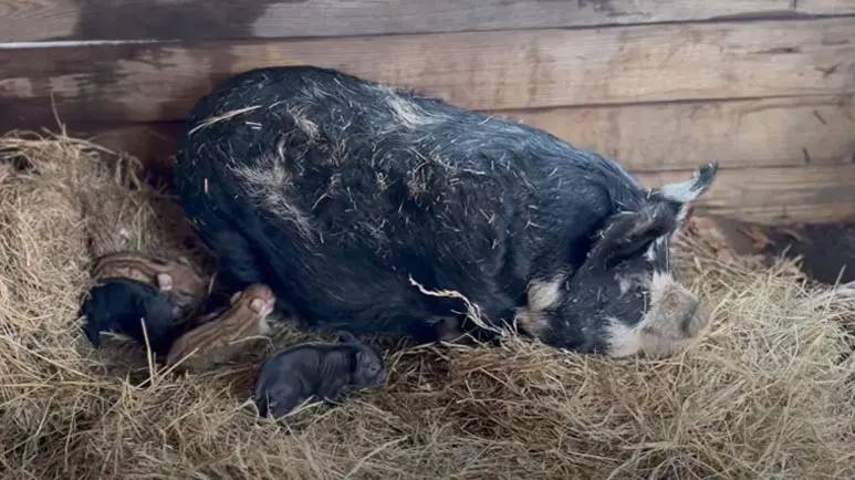 christmas eve piglets