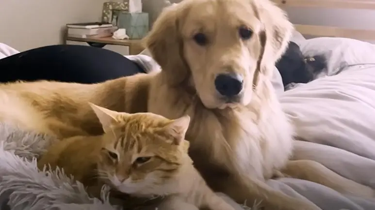 fluffy friendship cat meets puppy