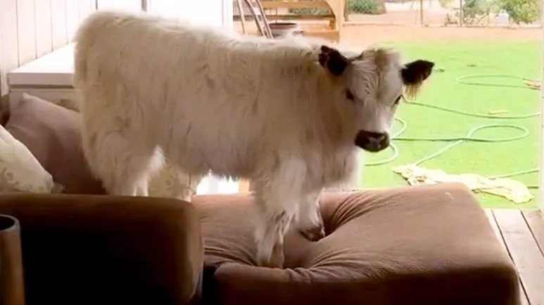 meet mello the cow who thinks hes a dog