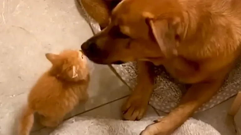 unlikely best friends forever