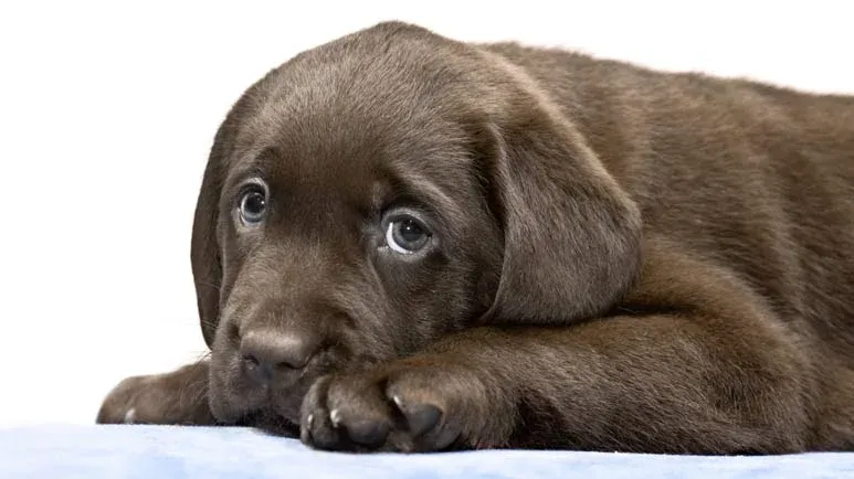 5 new puppy owners mistakes