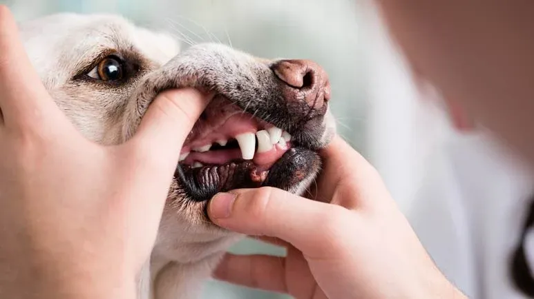 5 steps to keep dogs mouth healthy