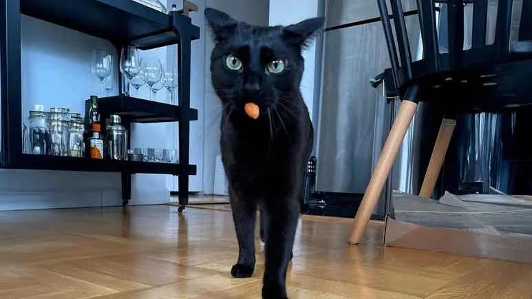 a cat and her favorite almond