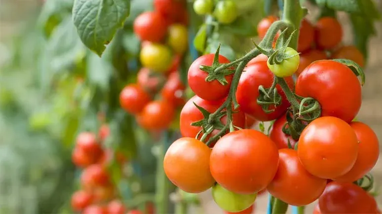 are tomatoes good for pets