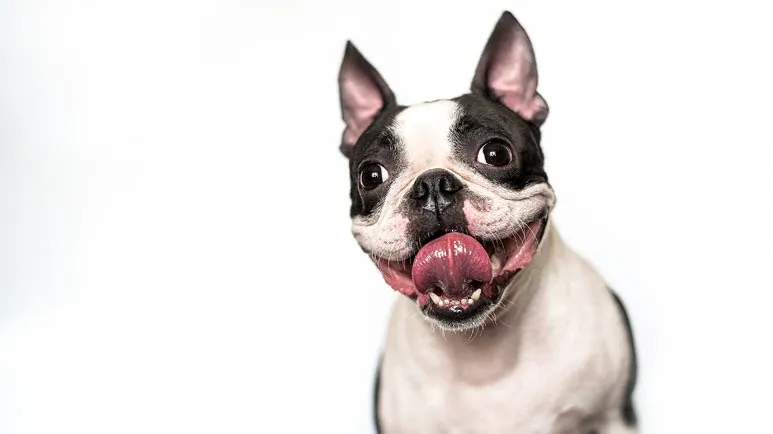 boston terrier