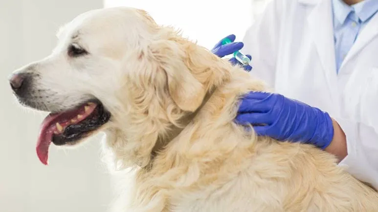 canine cancer vaccine