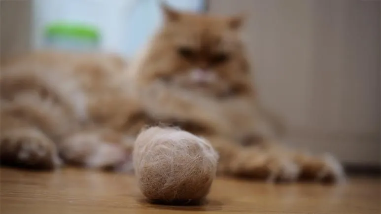 cat hairball