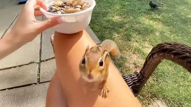 charlie a chipmunks bond with a friend