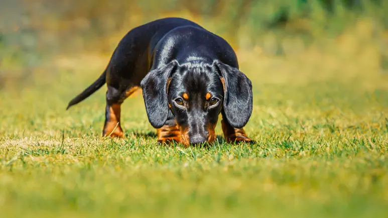 coprophagia in dogs