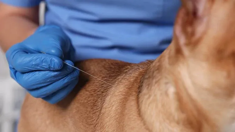 pet acupuncture benefits