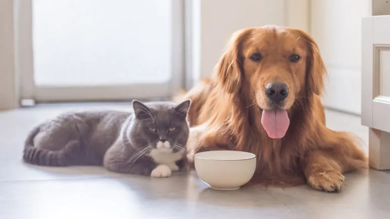 pets dietary supplements