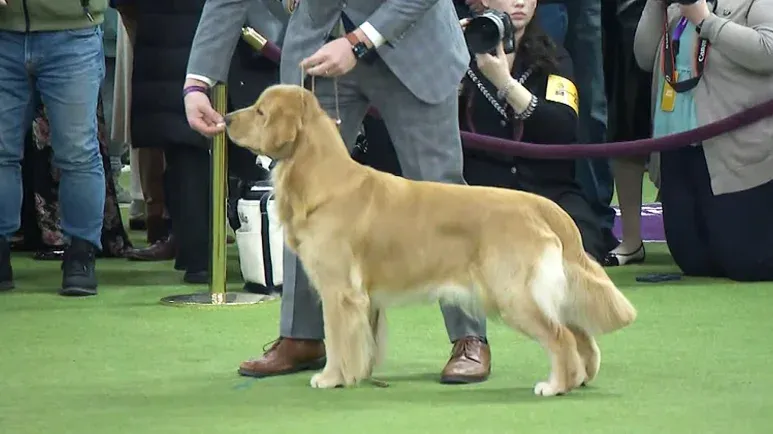 will a golden retriever finally win best in show