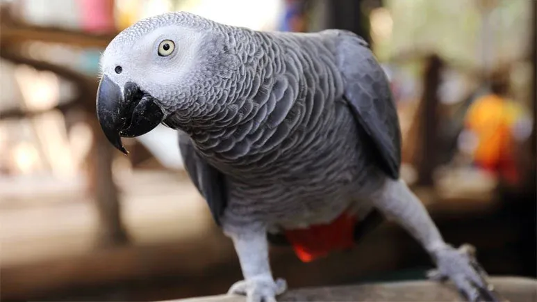 african grey parrots