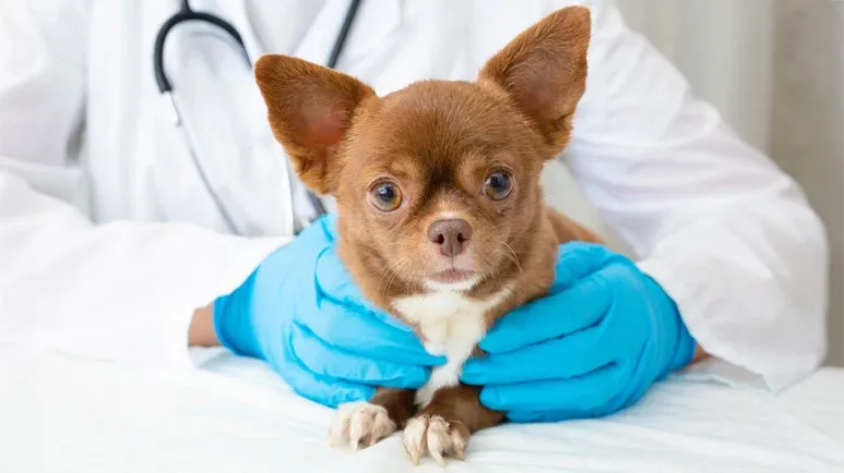 top 5 genetic diseases of dogs