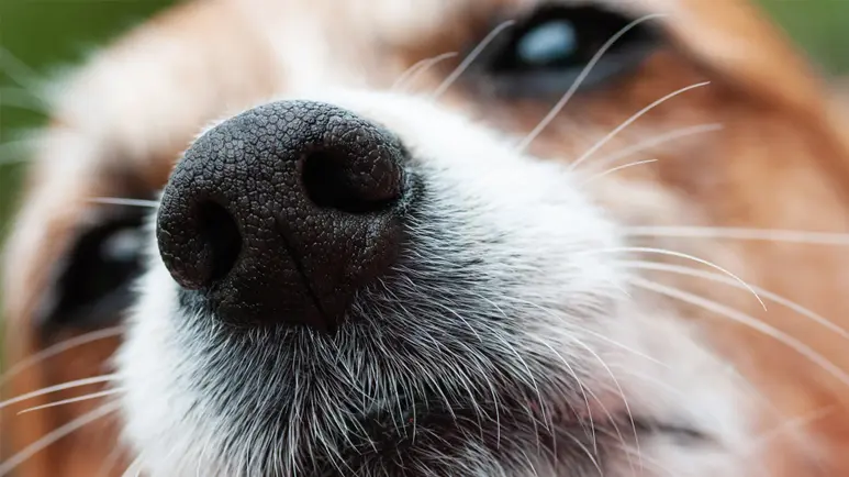 dogs whiskers