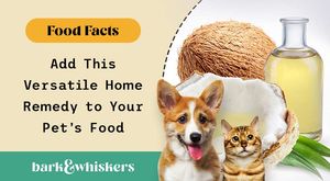 How Coconut Oil Can Benefit Your Pet