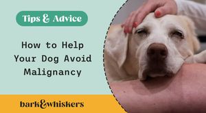 How to Help Your Dog Avoid Malignancy