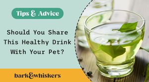 How Green Tea May Be Beneficial to Dog and Cat Health