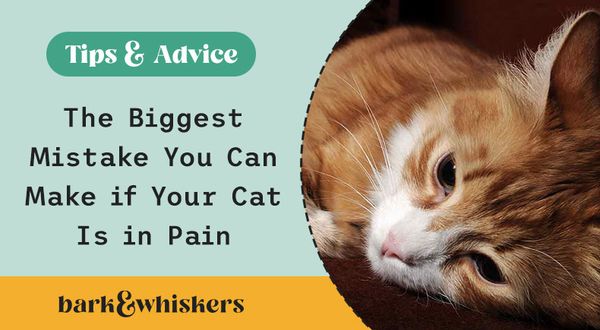 cat pain mistakes