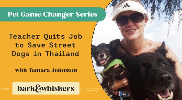 Tamara Johnston saves street dogs Thailand