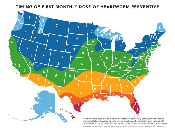 What Your Vet May Not Be Telling You About Heartworm