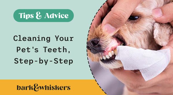 cleaning pets teeth