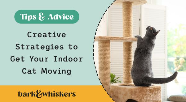 how to exercise your indoor cat