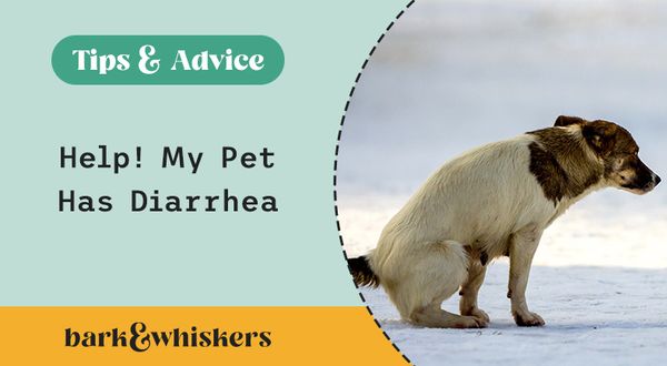 What to Do When Pet Has Diarrhea