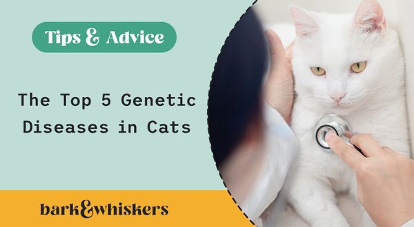 top 5 cats genetic diseases