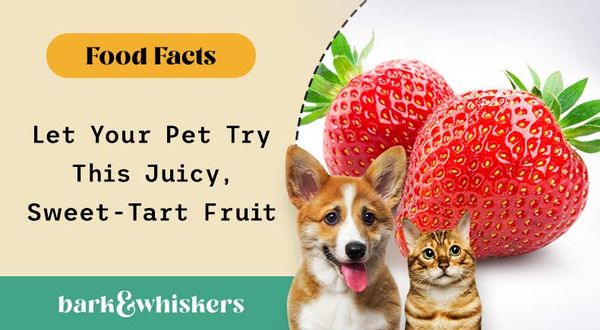 can you feed strawberries to your pets