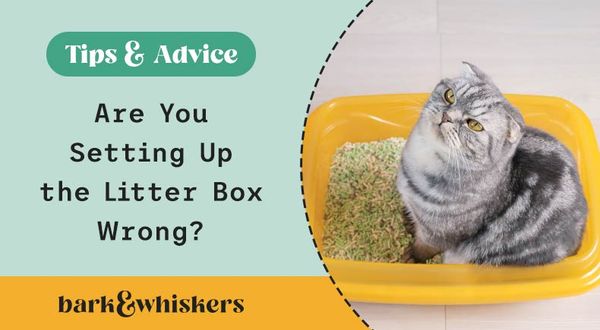 Are You Contributing To Your Cat S Litter Box Issues