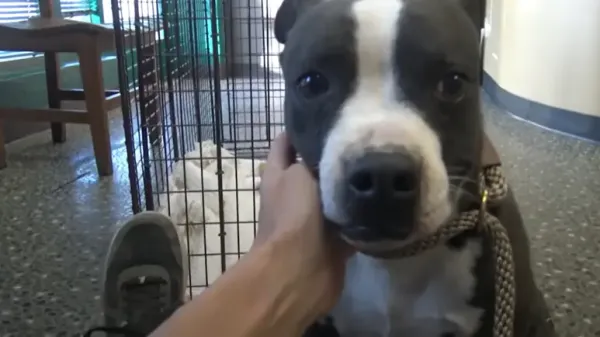 homeless pit bull finally stops running