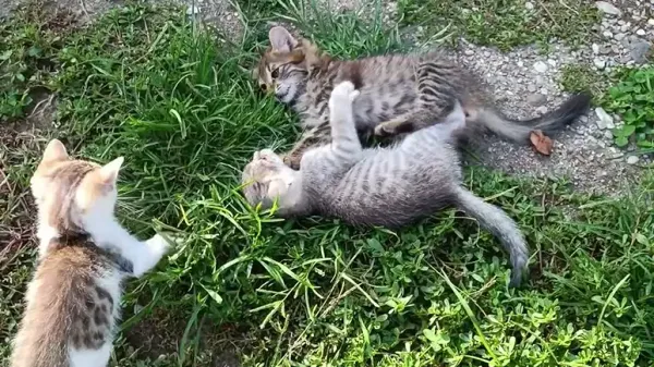 kittens playing 'attack cat' in the sunshine