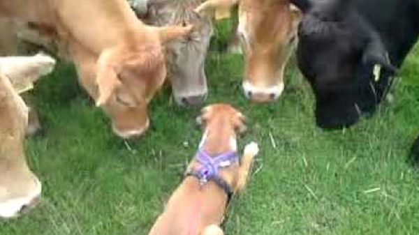 boxer puppy makes friends with curious cows