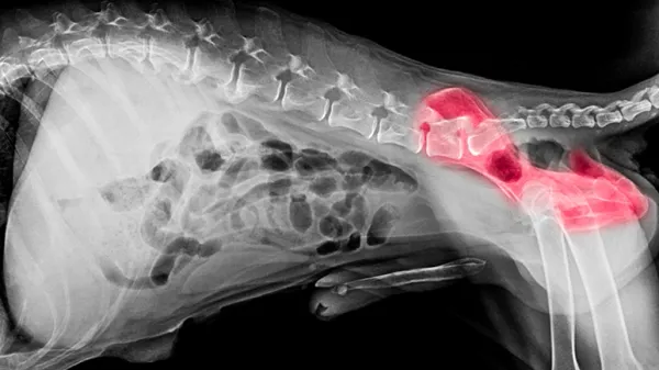 canine hip dysplasia symptoms
